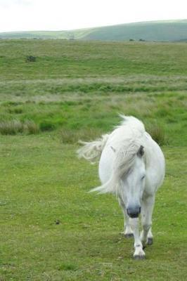 White Dartmoor Pony in a Windswept Pasture Journal: 150 Page Lined Notebook/Diary