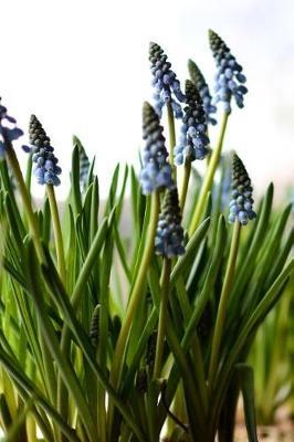 Muscari - Lined Notebook with Margins: 101 Pages, Medium Ruled, 6 x 9 Journal, Soft Cover