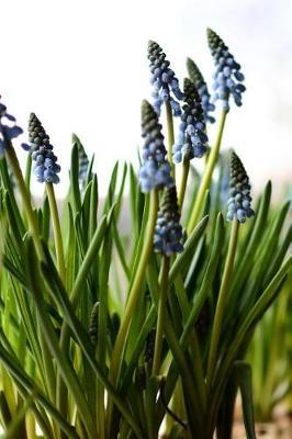 Muscari - Blank Notebook: 101 Pages, 6 x 9 Journal, Soft Cover