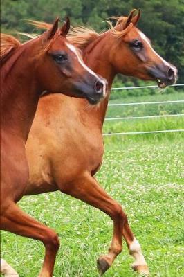 Majus and Majician Journal: Magic Manes