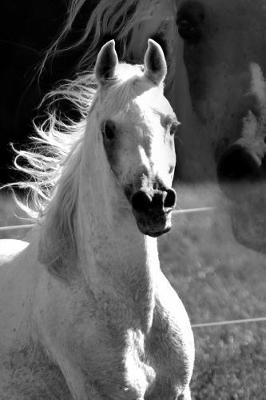 Beautiful Stallion Horse Journal
