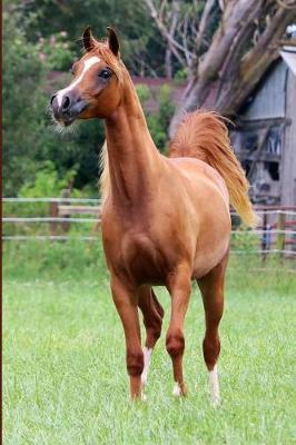 Bogo Colts- Majician Journal