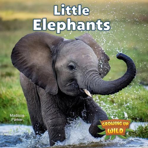 Little Elephants
