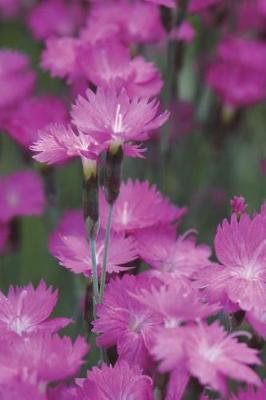 Crowded Patch - Blank Notebook with Fleur de Lis Corners: Soft Cover, 6 x 9 Journal, 100 Pages