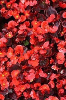 Begonia: 6 x 9, 150 Lined Pages, Softcover