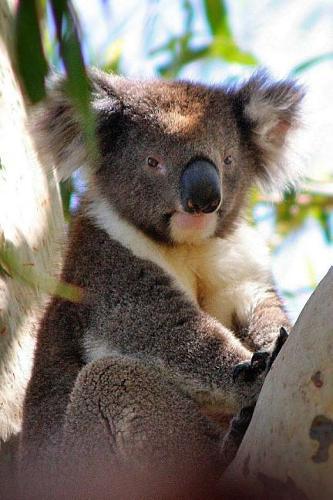 Koala Notebook