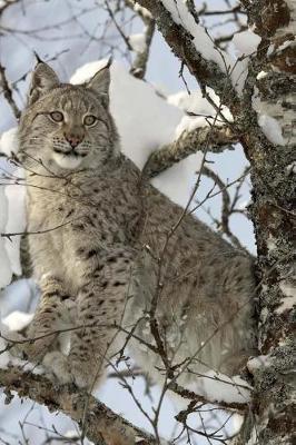 Lynx Notebook: 150 lined pages softcover, 6 x 9