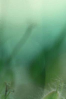 Bloom Notebook: 150 lined pages, softcover, 6 x 9