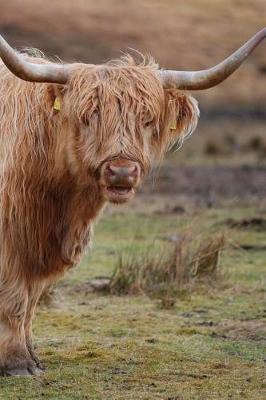 Highland Cows Notebook: 150 lined pages, softcover, 6 x 9
