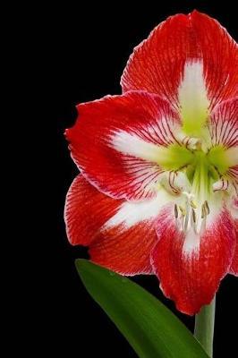 Hooked on Hippeastrums: Notebook, 150 Lined Pages, Softcover, 6 X 9