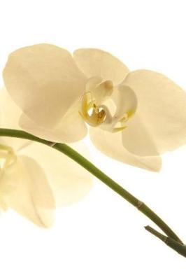 Tropical Orchids Their Beauty and Botany: Notebook, 150 Lined Pages, Softcover, 6 X 9