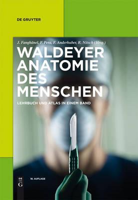 Waldeyer Anatomie Des Menschen