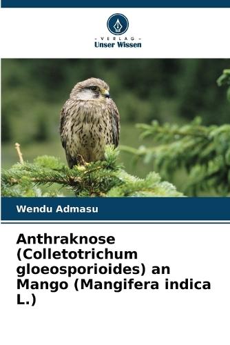 Anthraknose (Colletotrichum gloeosporioides) an Mango (Mangifera indica L.)