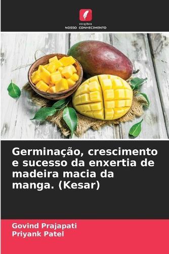 Germinação, crescimento e sucesso da enxertia de madeira macia da manga. (Kesar)