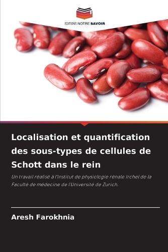 Localisation et quantification des sous-types de cellules de Schott dans le rein