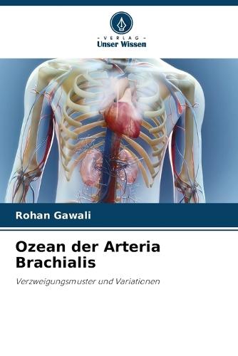 Ozean der Arteria Brachialis
