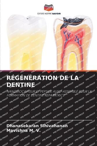 Régénération de la Dentine