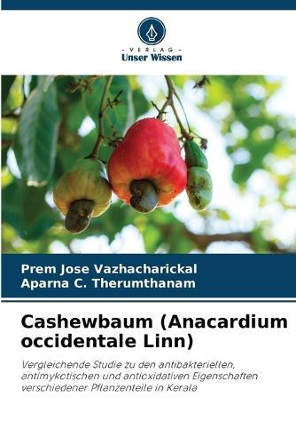 Cashewbaum (Anacardium occidentale Linn)