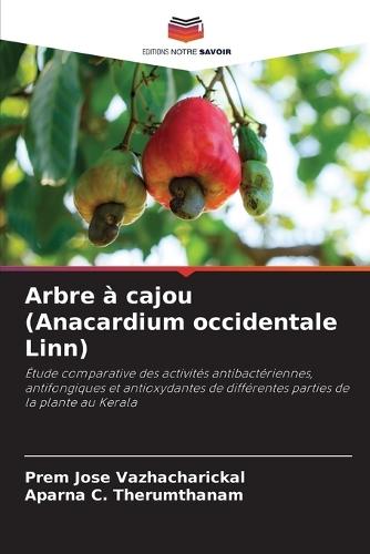 Arbre à cajou (Anacardium occidentale Linn)