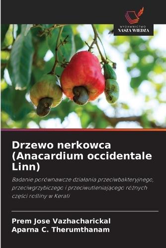 Drzewo nerkowca (Anacardium occidentale Linn)