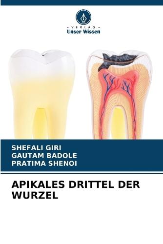Apikales Drittel Der Wurzel