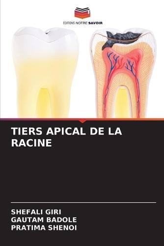 Tiers Apical de la Racine