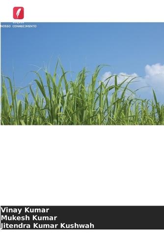 Relação entre a cobertura morta e a nutrição com fósforo na cana-de-açúcar plantada no outono