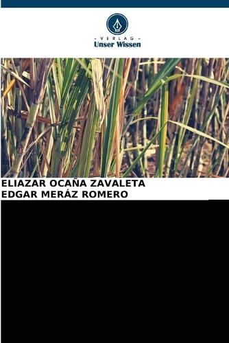 ZUCKERKANONE Saccharum officinarum DIE BESTE TRAUBE DER WELT