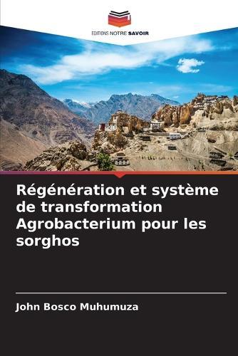 Régénération et système de transformation Agrobacterium pour les sorghos