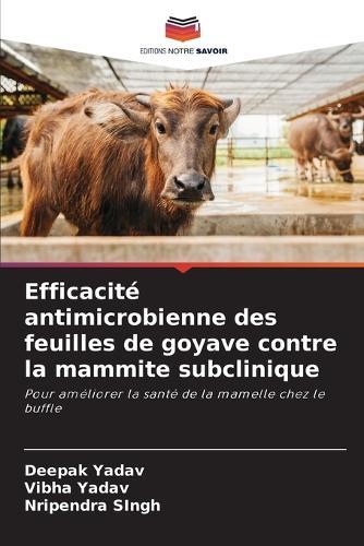 Efficacité antimicrobienne des feuilles de goyave contre la mammite subclinique
