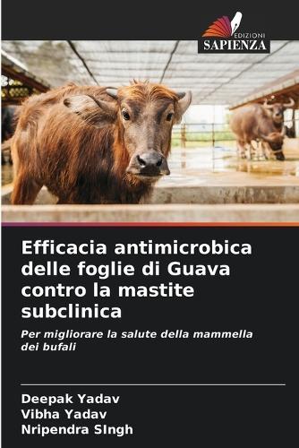Efficacia antimicrobica delle foglie di Guava contro la mastite subclinica