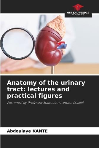 Anatomy of the urinary tract: lectures and practical figures