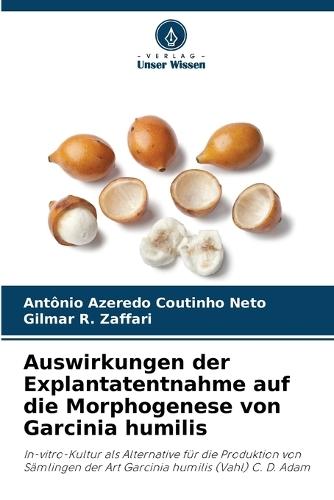 Auswirkungen der Explantatentnahme auf die Morphogenese von Garcinia humilis