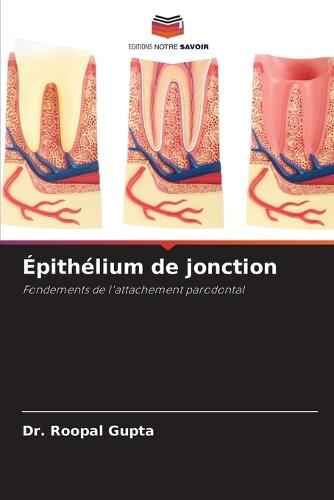 Épithélium de jonction