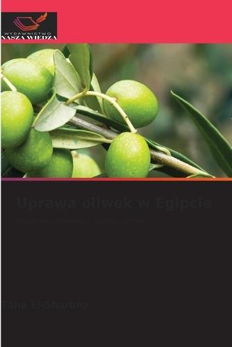 Uprawa oliwek w Egipcie