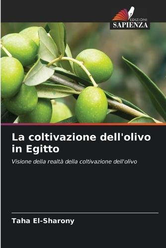 La coltivazione dell'olivo in Egitto