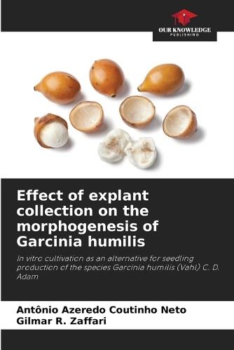Effect of explant collection on the morphogenesis of Garcinia humilis