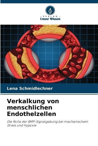 Verkalkung von menschlichen Endothelzellen