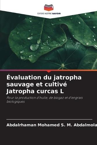 Évaluation du jatropha sauvage et cultivé Jatropha curcas L