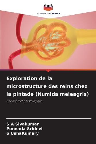 Exploration de la microstructure des reins chez la pintade (Numida meleagris)