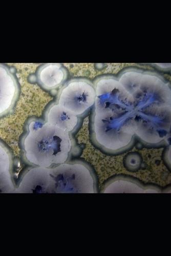 Pandemonium!: How Plagues Made Us Who We Are - And What Comes Next