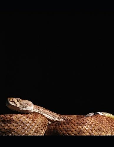 The Menacing Anaconda