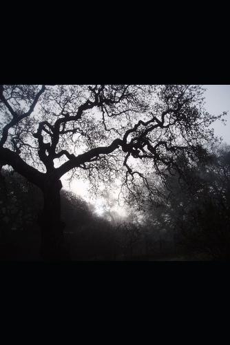 Bigfoot Sasquatch Files Volume 16