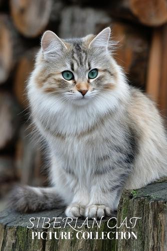 Siberian Cat Photo Collection: Hardy Full-Page Pictures of Siberian Cats and Kittens for All Ages (Calming Pet Books).