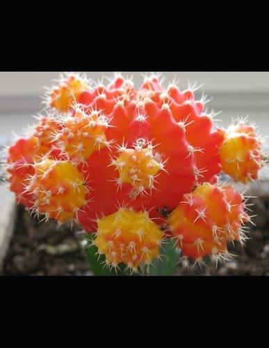 Nothing Series Compilation