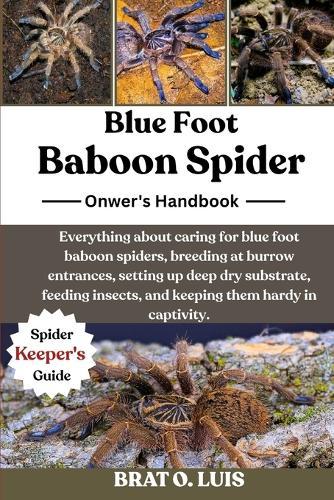 Blue Foot Baboon Spider: Everything about caring for blue foot baboon spiders, breeding at burrow entrances, setting up deep dry substrate, feeding insects, and keeping them hardy in captivity.