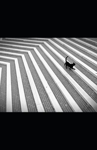 Reinvest Like a Boss: The Dividend Strategy That Pays You to Chill