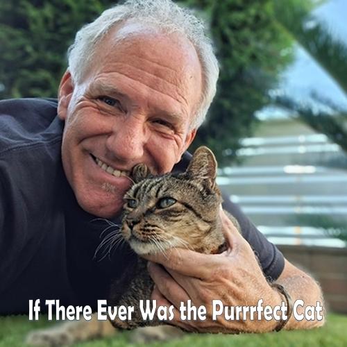 If There Ever Was the Purrrfect Cat