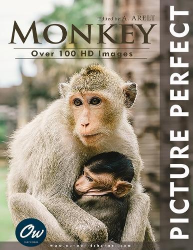 Monkey: Picture Perfect