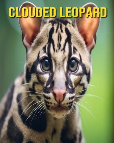 Clouded Leopard: Fun and Amazing Pictures About Clouded Leopard